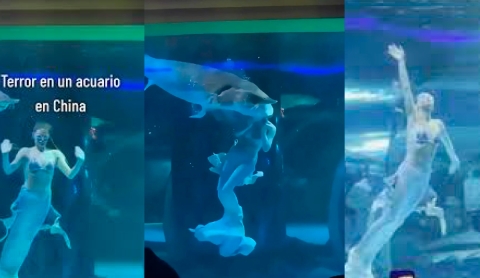 Pez gigante ataca a &quot;sirena&quot; en show en vivo en un acuario de China | VIDEO
