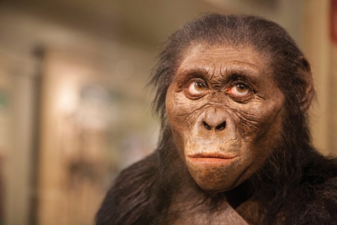 Descubren nueva especie de Australopithecus que vivió junto a los primeros Homo