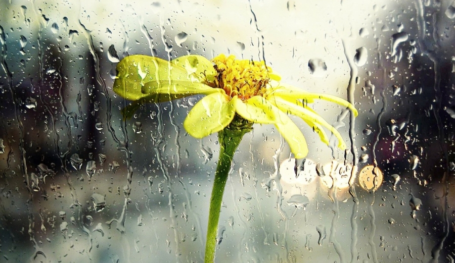 Cómo cuidar tus plantas durante la temporada de lluvias y evitar que se pudran