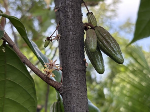 Cacao: tesoro ancestral de México
