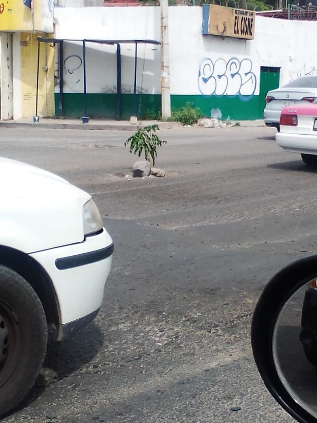 Con arbolitos identifican baches en Cuautla