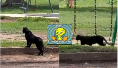 Confunden a un gato negro con pantera en parque de San Luis Potosí