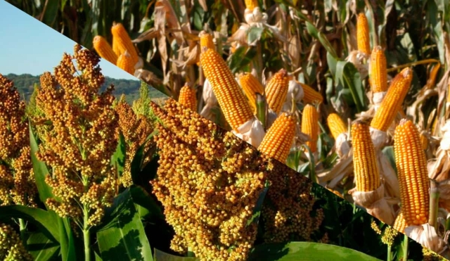 Falta de lluvias causó pérdidas en 90% de cultivos de sorgo y maíz en el surponiente