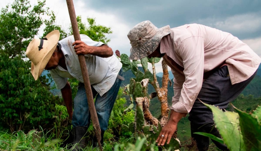 Reforestación, afectada severamente por la sequía