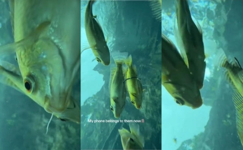 Cuando tu celular cae al agua y termina haciendo turismo submarino