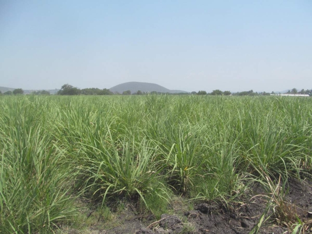  Los productores agrícolas enfrentan la disminución de la productividad de sus campos por el desgaste del suelo. De no hacer algo para evitarlo, la tierra se irá desgastando más.