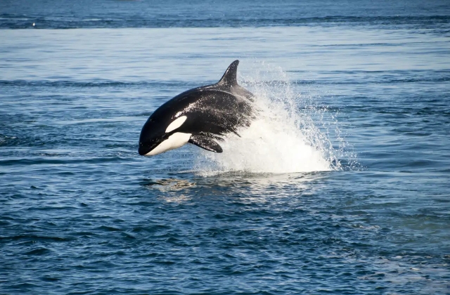 Orcas comparten alimento con humanos mostrando conducta social poco común