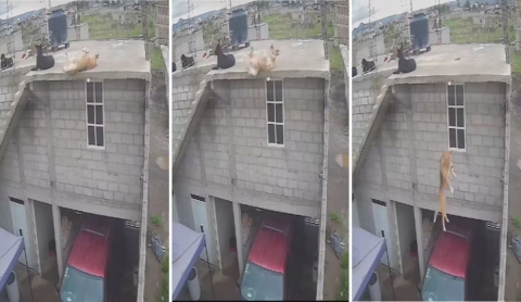 Perro sobrevive tras caer de una azotea gracias al parabrisas del auto de sus dueños; redes arremeten contra la dueña