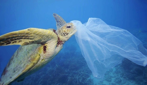 Día Mundial de las Tortugas Marinas