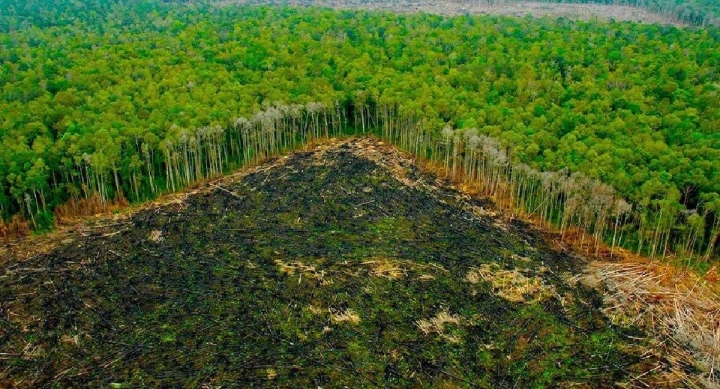 La deforestación en la Amazonía brasileña provocó la emisión de 90 millones de toneladas métricas de CO2 entre 2013 y 2021