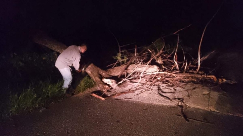 El árbol fue retirado rápidamente por las autoridades.