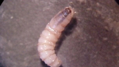 México y Estados Unidos unen esfuerzos para combatir el gusano barrenador