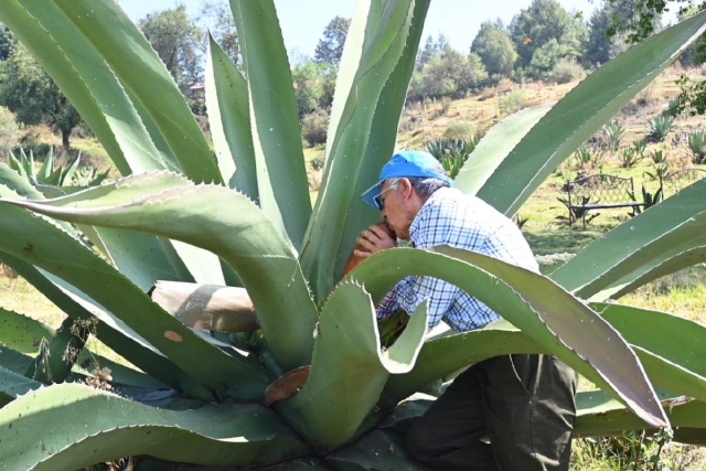 Los procesos de producci&oacute;n de pulque y otros productos a base de maguey se han convertido en un atractivo para las nuevas generaciones. 
