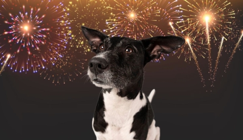 El Heraldo de México