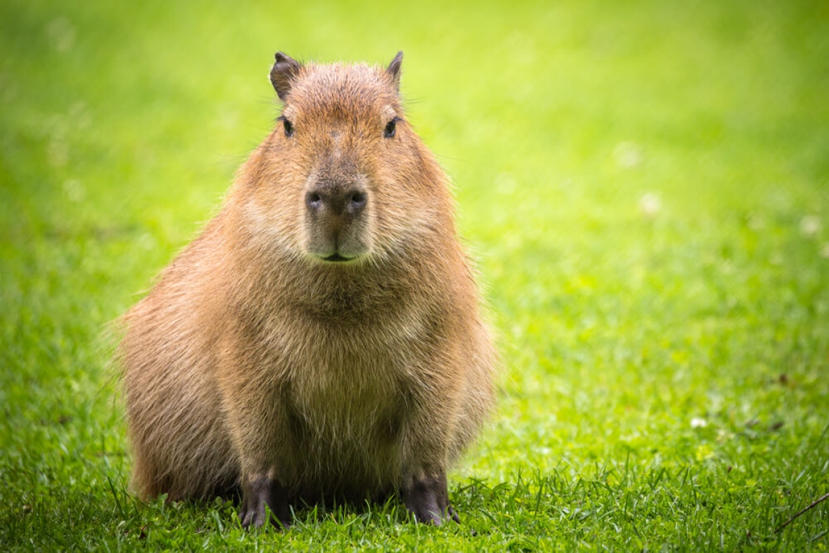 Cuánto cuesta un capibara en México y cómo es tener uno como mascota?