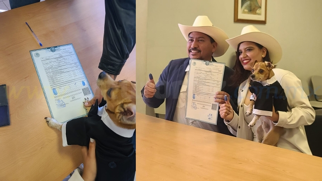 Testigo peludo: Perrito chihuahua marca su huella en la boda de sus dueños