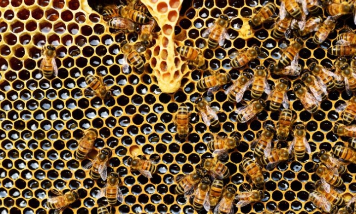 Las abejas son más resistentes al cambio climático que los abejorros