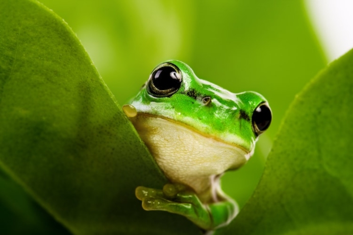 Descubren que las ranas hembra guiñan el ojo para coquetear