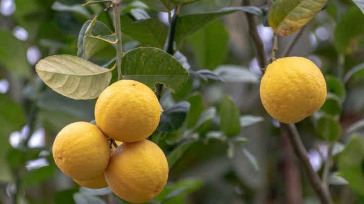 Así puedes cultivar un limonero en una maceta de tu casa