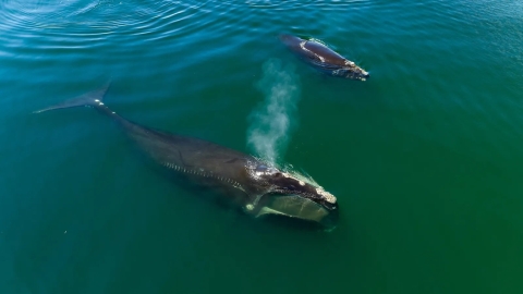 Crean herramienta de IA para proteger a las ballenas en peligro de extinción