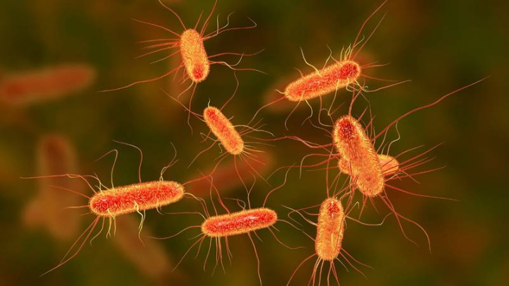 Gramnegativas, las ‘super bacterias’ que ningún antibiótico puede atacar