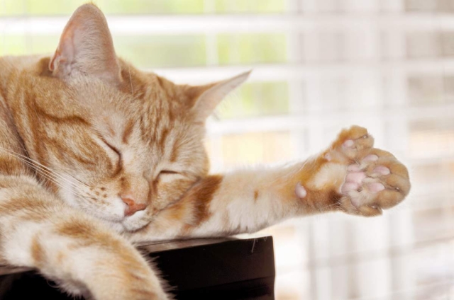 Los dedos de un gato