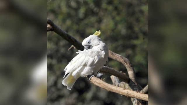 Cacatúas invaden suburbio en Australia.