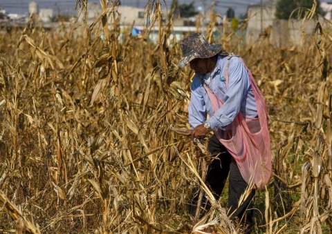 Gobierno de Sinaloa y Sader acuerdan compra de 1.1 millones de toneladas de ma&iacute;z