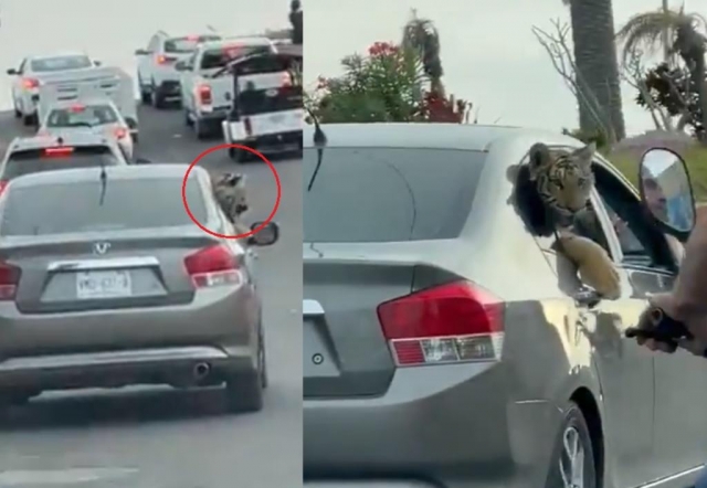 Pasean a tigre por carretera de Mazatlán.