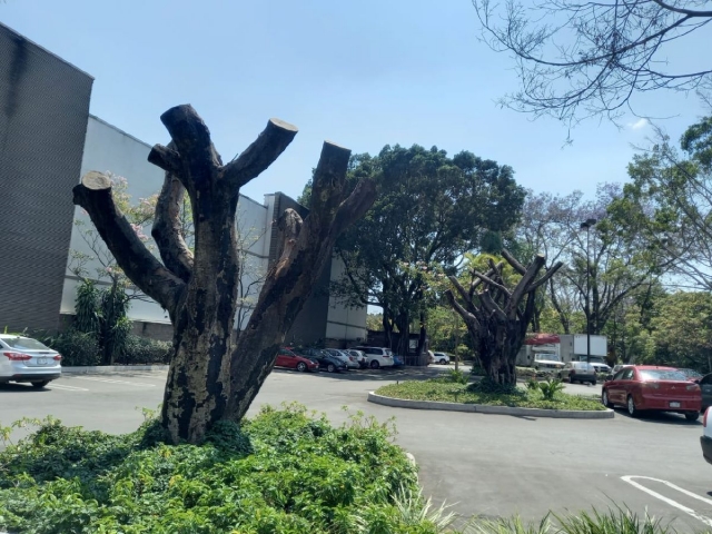 Guardianes de los Árboles denunció varios casos en estacionamientos de diversos centros comerciales de Cuernavaca. 