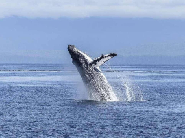 Islandia podría dejar de cazar ballenas a partir de 2024