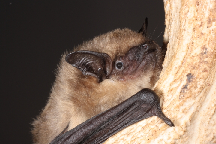 Descubren en murciélago primer caso de reproducción sin penetración