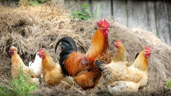 ¿Qué fue primero: el huevo o la gallina (domesticada)? El arroz ayuda a responder el dilema