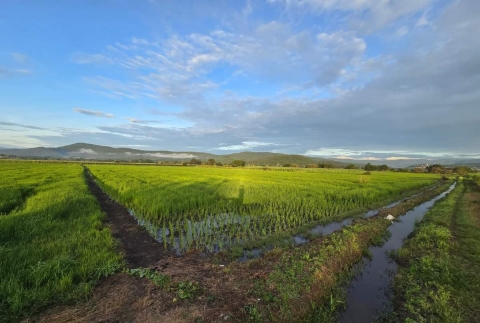 Arroceros de Coatlán del Río prevén buena cosecha