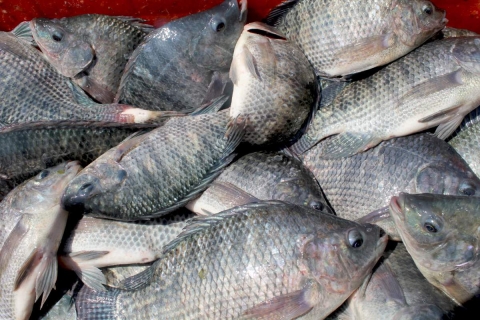 La demanda de los productos acuícolas a nivel nacional e internacional es creciente, revela el estudio. 