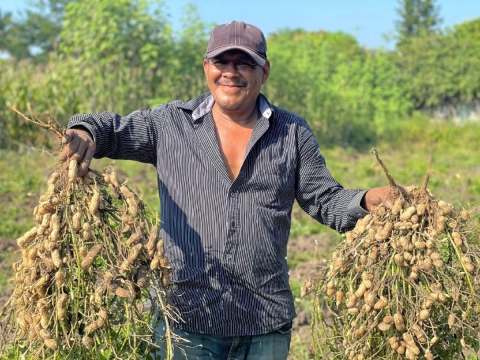 Inicia tradicional cosecha de cacahuate en Coatetelco