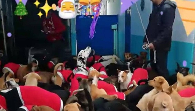 Hacen posada para para perritos.