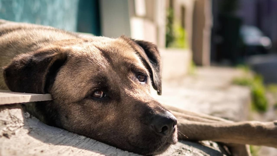 CONTRA EL MALTRATO ANIMAL