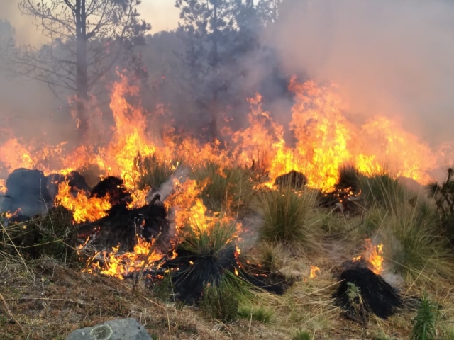 Incendio consume el Pico de Orizaba; brigadistas luchan por sofocarlo