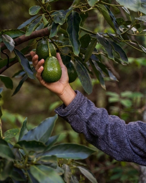 En vigor, reforma que endurece penas por robo a patrimonio agrícola