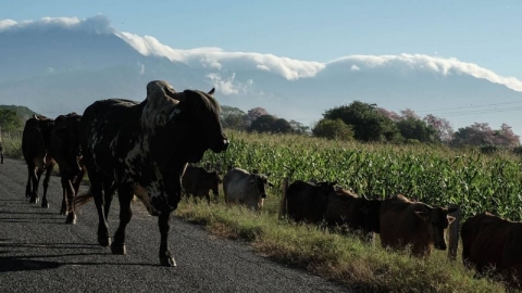 Detectan siete nuevos casos de gusano barrenador en Yucatán; ya suman 26 en el país