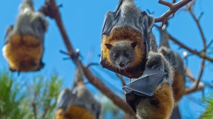 Científicos chinos estudian sistema inmune de murciélagos para enfrentar futuras zoonosis