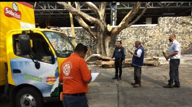 Rama de un árbol provoca daños en un camión