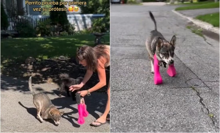 Vídeo: Perrito usa prótesis por primera vez y conmueve las redes sociales