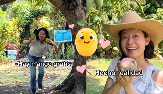 En México ruedan por el piso, en Japón cuestan una fortuna: la vida secreta del mango