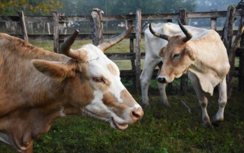 Ganaderos mexicanos califican como grave y preocupante el nuevo cierre fronterizo con EU
