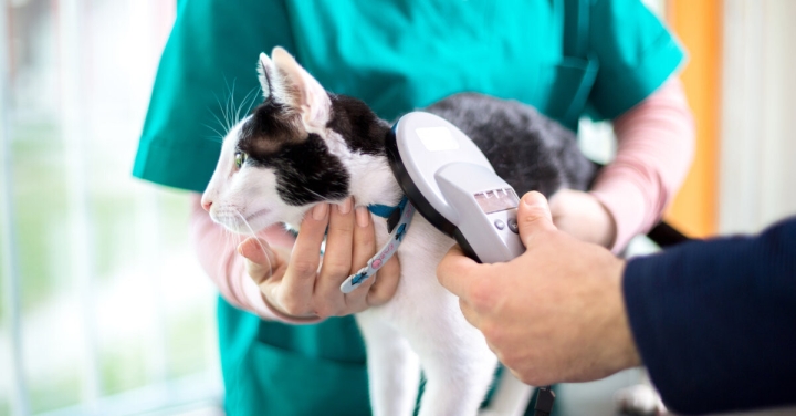 Crean &#039;thermochip&#039;: Una solución menos invasiva para medir la temperatura de los gatos