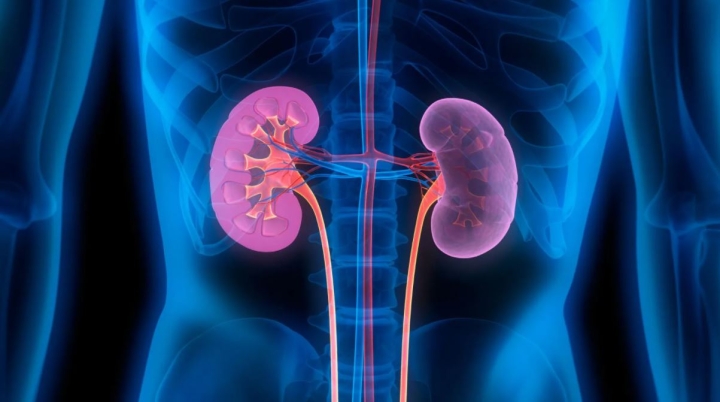 Investigadores del Cinvestav desarrolla técnica para detectar posible daño renal