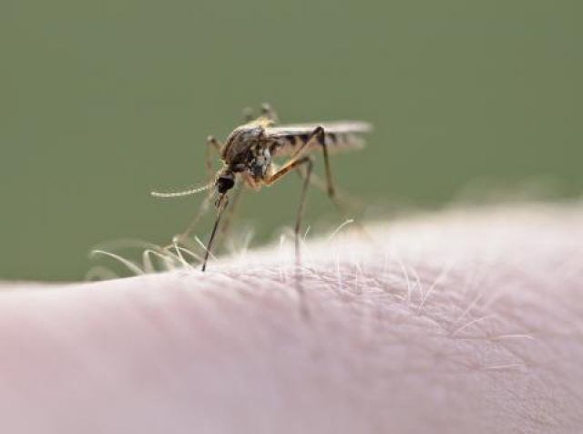 Aumentan los decesos por dengue