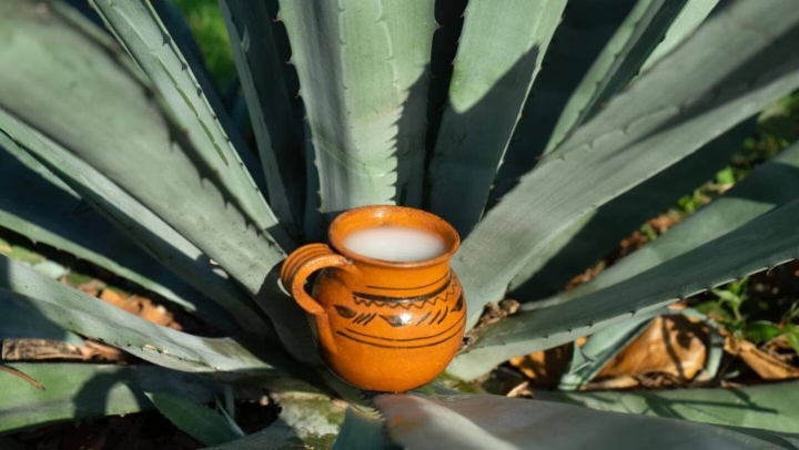 ¡Échate unos curados! Lánzate al Pulque Fest 2023 en la CDMX